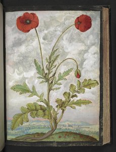 Papaver Rhoeas (Poppies), from 