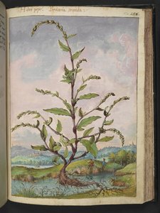 Persicaria hydropiper, from Paintings of Flora of the Roman States by Gherardo Cibo by Gherardo Cibo
