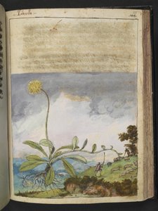 Pilosella officinarum, from 