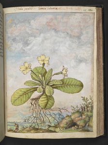 Primula vulgaris, from "Paintings of Flora of the Roman States" by Gherardo Cibo by Gherardo Cibo