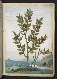 Ruscus aculeatus: A plant bearing red berries, from 