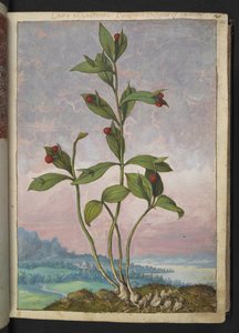 Ruscus hypoglossum: A plant bearing red berries, from 