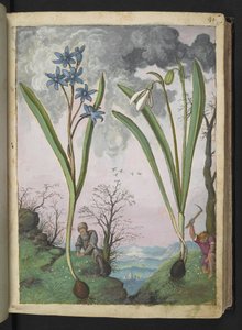 Scilla bifolia and Galanthus nivalis, from Paintings of Flora of the Roman States by Gherardo Cibo
