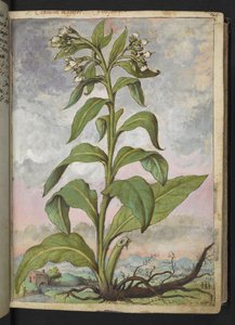 Symphytum officinale (Comfrey), from 