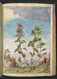 Teucrium chamaedrys (Wall Germander), from 