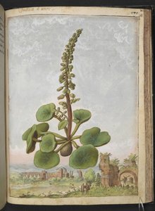 Umbilicus rupestris (Navelwort): Edible flowering plant, from 