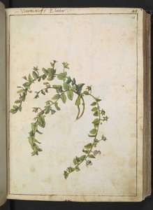 Veronica, from "Paintings of Flora of the Roman States" by Gherardo Cibo by Gherardo Cibo