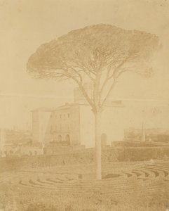 Tree in Formal Garden Outside Palazzo, 1860s-70s