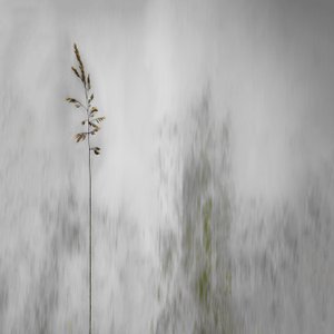 Lone Grass Softly Blurred by Gilbert Claes