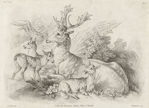 Resting Deer