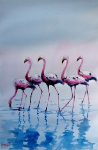 Pink Flamingos Wading