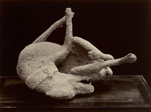 Dog, Pompeii, c.1870