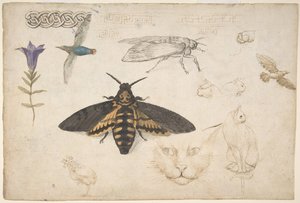Studies of a Gentian, Moth, Birds, Cats, Interlacing Motif, and Greek Frets recto by Giorgio di Giovanni