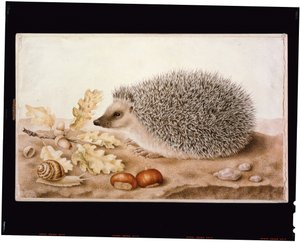 A Hedgehog in a Landscape