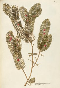European Yew (Taxus baccata), Taxaceae by Giovanni Antonio Bottione
