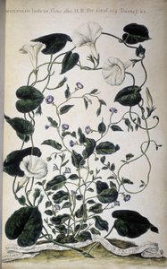 Botanical board: Varieties of bindweed. Convolvulus varieties. Giovanni Battista Morandi, Hortulus botanicus pictus sive collectio plantarum..., Volume I