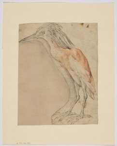 Heron (recto) by Giovanni da Udine (after)