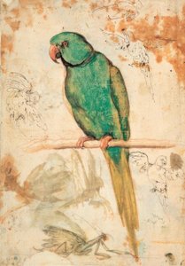Green Parrot and Sketches of Parrots and Praying Mantis by Giovanni da Udine