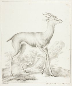 Antelope by Gottfried Engelmann