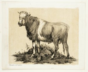 The Bull