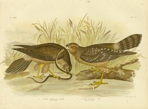 Allied Harrier or Spotted Harrier by Gracius Broinowski