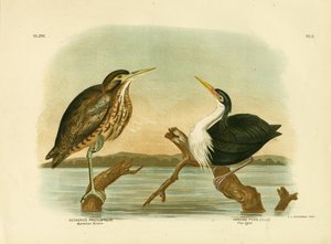 Australian Bittern by Gracius Broinowski