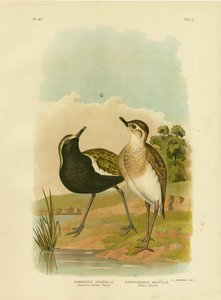 Australian Golden Plover Or Pacific Golden-Plover, 1891 by Gracius Broinowski