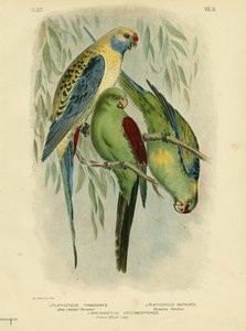 Blue-Cheeked Parakeet, 1891