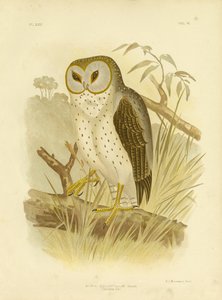 Delicate Owl