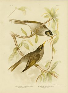 Garrulous Honeyeater Or Noisy Miner