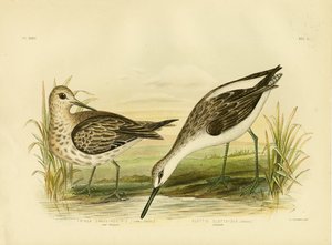 Great Sandpiper, 1891