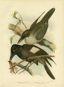 Grey Crow-Shrike
