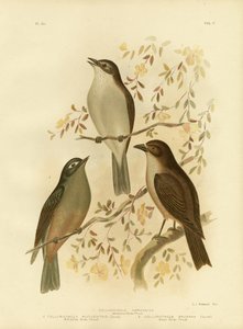 Harmonious Shrike-Thrush Or Grey Shrike-Thrush, 1891