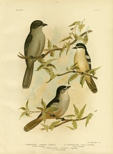 Jardines Campephaga Or Common Cicadabird, 1891
