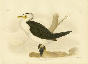 Little Cormorant, 1891