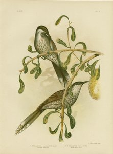 Lumulated Wattlebird or Little Wattlebird, 1891