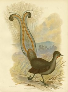 Lyrebird, 1891 by Gracius Broinowski