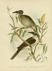 Noisy Friarbird, 1891