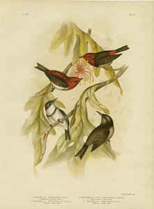 Sanguineous Honeyeater, 1891