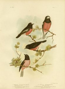 Scarlet-Breasted Robin or Pacific Robin, 1891