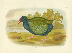 Takahe, 1891 by Gracius Broinowski