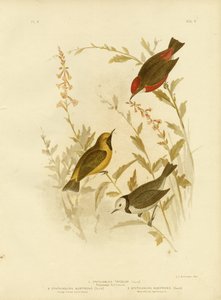 Tricolored Ephthianura
