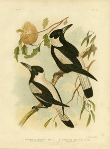White-Backed Crow-Shrike, 1891