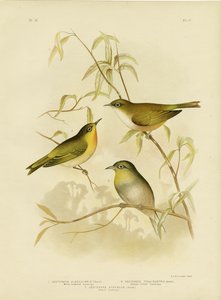 White-Breasted Zosterops or Norfolk White-Eye, 1891