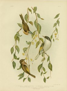 White-Throated Honeyeater, 1891