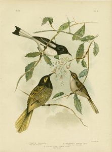 Yellow-Faced Honeyeater, 1891
