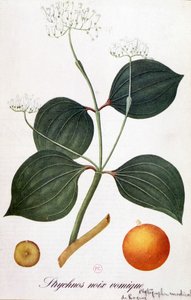 Leaf, flowers and fruit of strychnos (vomit nut or nux vomica) - in 