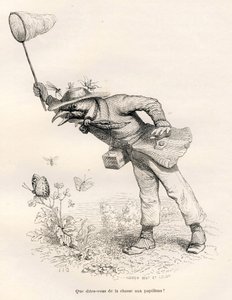 Bird Hunting Butterflies. Illustrated Vignettes by JJ Granville. Engraving signed Andrew, Best and Leloir in the section 