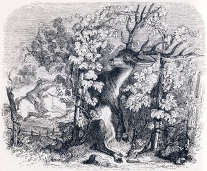 The Deer and the Vine - Fables by La Fontaine by Grandville
