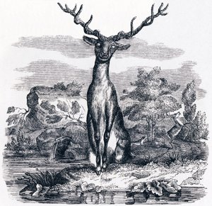 The Deer Looking at Himself in the Water - Fables by La Fontaine by Grandville
